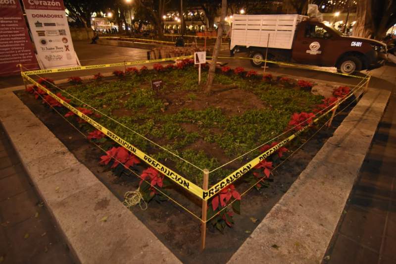 Embellece el Ayuntamiento capitalino el Zócalo con flores de Nochebuena