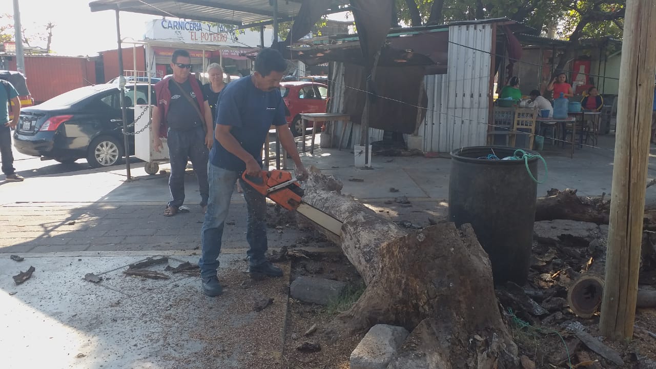 Atiende Víctor Blas petición de comerciantes  para retirar un árbol seco frente a la tienda ISSSTE.