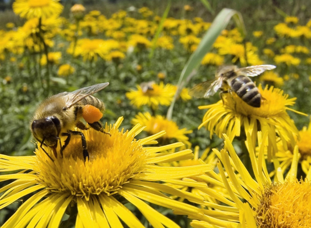 El santuario de girasoles más grande de Oaxaca, refugio para las abejas
