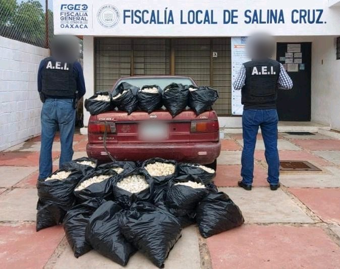 Asesta Fiscalía General otro golpe contra la delincuencia; asegura 24 mil huevos  más de tortuga en operativo realizado en el Istmo de Tehuantepec
