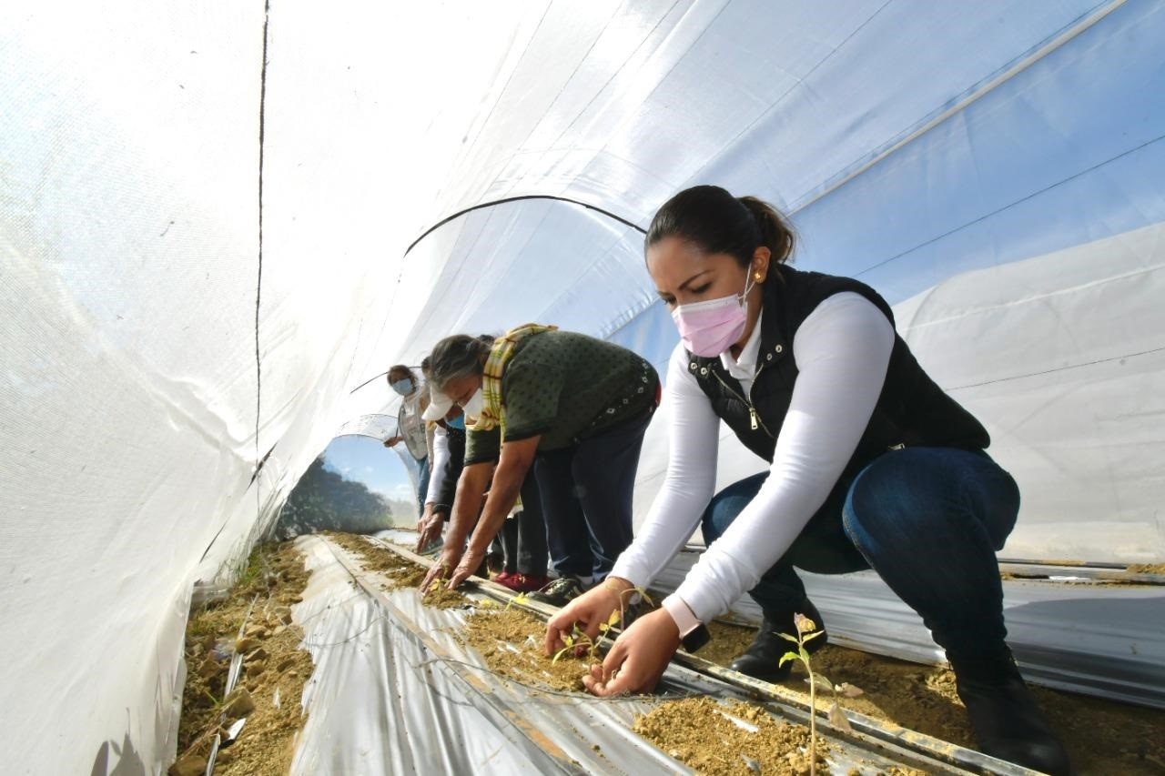Refuerza Ayuntamiento de Oaxaca cultura del  autoconsumo con segunda siembra en macrotúneles