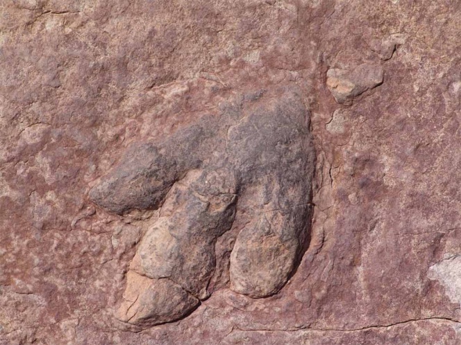 Hallan un titanosaurio de 140 millones de años, el más antiguo del mundo