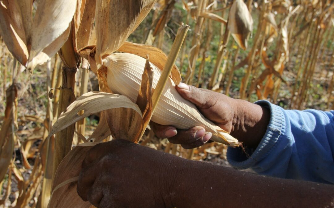 Prohíbe México maíz transgénico en consumo humano