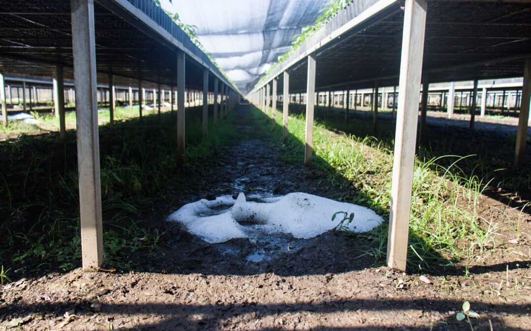 Atiende Coesfo daños provocados por granizada en vivero forestal de El Tequio